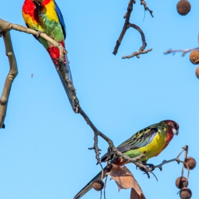 Platycercus eximius (Eastern Rosella) at Tamworth, NSW - 11 Aug 2024 by Petesteamer