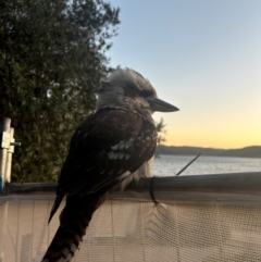 Dacelo novaeguineae (Laughing Kookaburra) at Palm Beach, NSW - 2 Sep 2024 by Choyster