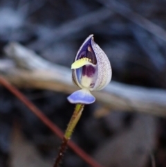 Cyanicula caerulea (Blue Fingers, Blue Fairies) at Aranda, ACT - 30 Aug 2024 by CathB