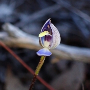 Cyanicula caerulea at Aranda, ACT - suppressed