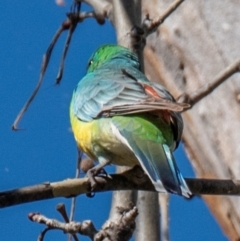 Psephotus haematonotus (Red-rumped Parrot) at Tamworth, NSW - 11 Aug 2024 by Petesteamer