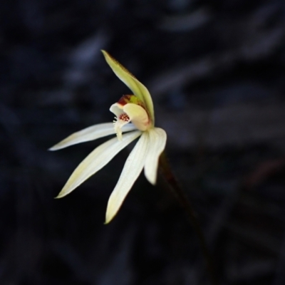 Caladenia fuscata (Dusky Fingers) at Aranda, ACT - 30 Aug 2024 by CathB