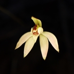 Caladenia fuscata at Aranda, ACT - suppressed