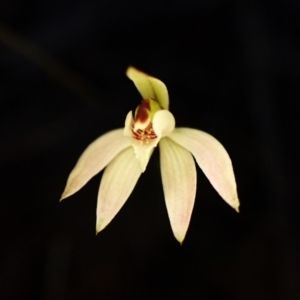 Caladenia fuscata at Aranda, ACT - suppressed