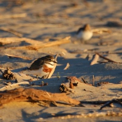 Anarhynchus bicinctus (Double-banded Plover) at Comerong Island, NSW - 31 Aug 2024 by MB