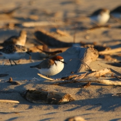 Anarhynchus ruficapillus (Red-capped Plover) at Comerong Island, NSW - 31 Aug 2024 by MB