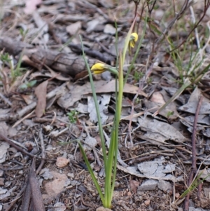 Diuris chryseopsis at Cook, ACT - suppressed