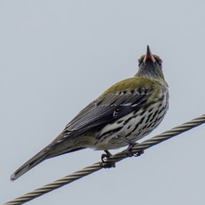 Oriolus sagittatus (Olive-backed Oriole) at Mon Repos, QLD - 1 Jul 2024 by Petesteamer