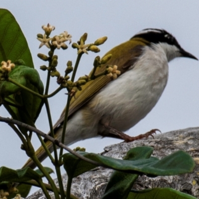 Melithreptus albogularis (White-throated Honeyeater) at Bargara, QLD - 1 Jul 2024 by Petesteamer