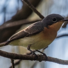 Myiagra rubecula (Leaden Flycatcher) at Bargara, QLD - 1 Jul 2024 by Petesteamer