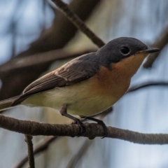 Myiagra rubecula at Bargara, QLD - 1 Jul 2024 02:45 PM