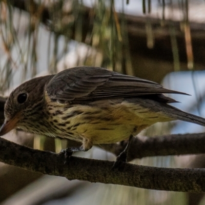 Pachycephala rufiventris (Rufous Whistler) at Bargara, QLD - 1 Jul 2024 by Petesteamer