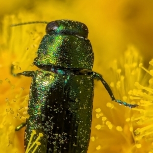 Melobasis obscurella at Aranda, ACT - 4 Sep 2024