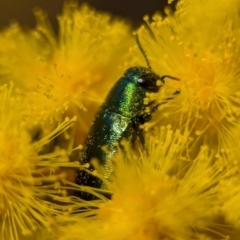 Melobasis obscurella at Aranda, ACT - 4 Sep 2024