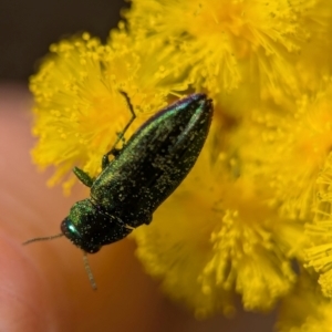 Melobasis obscurella at Aranda, ACT - 4 Sep 2024