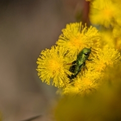 Melobasis obscurella at Aranda, ACT - 4 Sep 2024