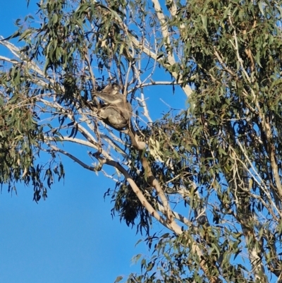 Phascolarctos cinereus (Koala) at Woodburn, NSW - 4 Sep 2024 by AliClaw