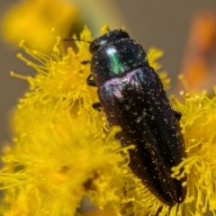 Melobasis thoracica (A jewel beetle) at Aranda, ACT - 4 Sep 2024 by Miranda