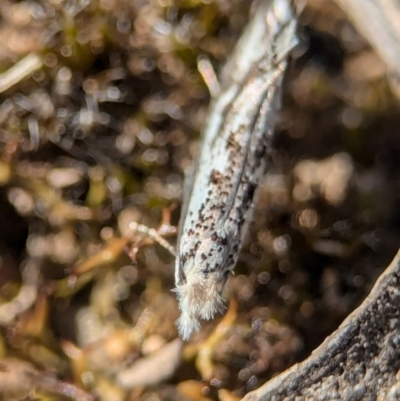 Dascia sagittifera (A Stem Borer moth (Lyonetiidae)) at Aranda, ACT - 4 Sep 2024 by Miranda