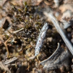 Dascia sagittifera at Aranda, ACT - 4 Sep 2024