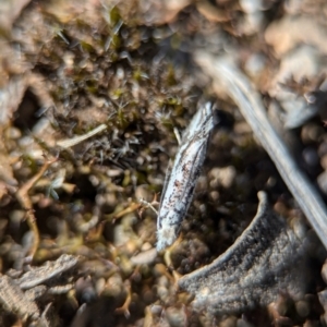 Dascia sagittifera at Aranda, ACT - 4 Sep 2024