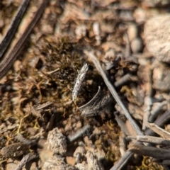 Dascia sagittifera at Aranda, ACT - 4 Sep 2024 12:59 PM