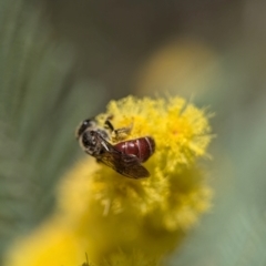 Lasioglossum (Parasphecodes) sp. (genus & subgenus) (Halictid bee) at Aranda, ACT - 4 Sep 2024 by Miranda