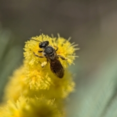 Lasioglossum (Parasphecodes) sp. (genus & subgenus) at Aranda, ACT - 4 Sep 2024