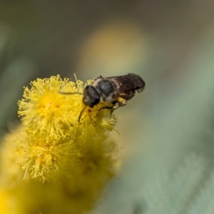 Lasioglossum (Parasphecodes) sp. (genus & subgenus) at Aranda, ACT - 4 Sep 2024