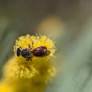 Lasioglossum (Parasphecodes) sp. (genus & subgenus) at Aranda, ACT - 4 Sep 2024