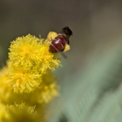 Lasioglossum (Parasphecodes) sp. (genus & subgenus) at Aranda, ACT - 4 Sep 2024