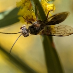 Thynninae (subfamily) (Smooth flower wasp) at Denman Prospect, ACT - 3 Sep 2024 by Miranda