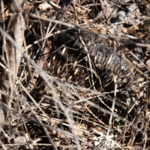 Tachyglossus aculeatus at Booth, ACT - 3 Sep 2024