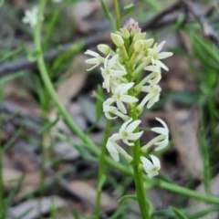 Stackhousia monogyna (Creamy Candles) at Kingsdale, NSW - 4 Sep 2024 by trevorpreston