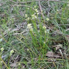 Stackhousia monogyna at Kingsdale, NSW - 4 Sep 2024 04:56 PM