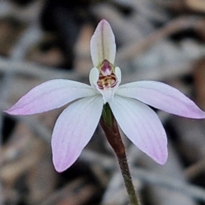 Caladenia fuscata at Kingsdale, NSW - 4 Sep 2024