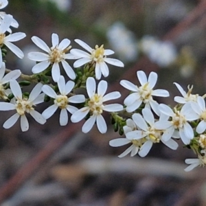 Olearia microphylla at Kingsdale, NSW - 4 Sep 2024 04:46 PM