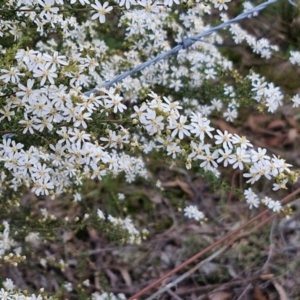 Olearia microphylla at Kingsdale, NSW - 4 Sep 2024 04:46 PM