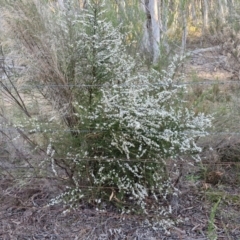 Olearia microphylla at Kingsdale, NSW - 4 Sep 2024 04:46 PM