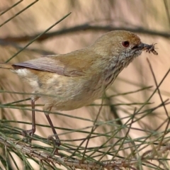 Acanthiza pusilla (Brown Thornbill) at Higgins, ACT - 3 Sep 2024 by MichaelWenke