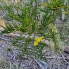 Acacia decurrens (Green Wattle) at Kingsdale, NSW - 4 Sep 2024 by trevorpreston