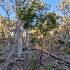 Acacia decurrens at Kingsdale, NSW - 4 Sep 2024 04:45 PM