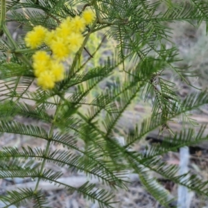 Acacia decurrens at Kingsdale, NSW - 4 Sep 2024