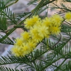 Acacia decurrens at Kingsdale, NSW - 4 Sep 2024