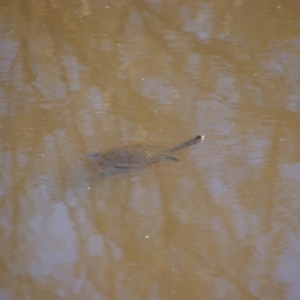 Chelodina longicollis at Tharwa, ACT - 4 Sep 2024 10:27 AM