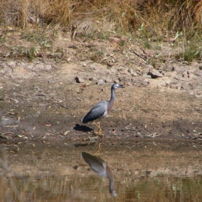 Egretta novaehollandiae (White-faced Heron) at Tharwa, ACT - 4 Sep 2024 by MB