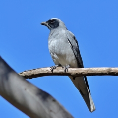 Coracina novaehollandiae (Black-faced Cuckooshrike) at Higgins, ACT - 3 Sep 2024 by MichaelWenke