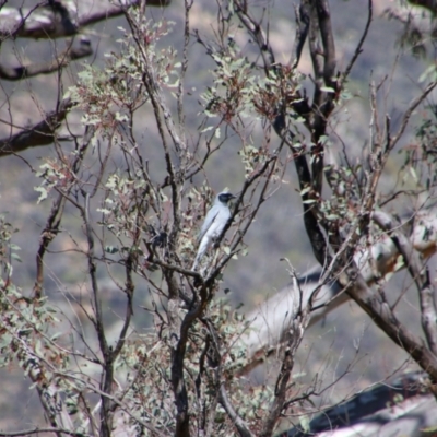 Coracina novaehollandiae (Black-faced Cuckooshrike) at Tharwa, ACT - 4 Sep 2024 by MB