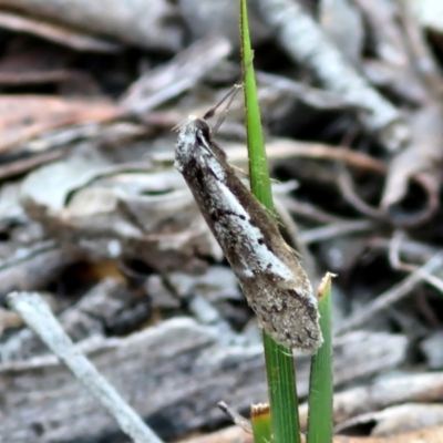 Philobota (genus) at Kingsdale, NSW - 4 Sep 2024 by trevorpreston