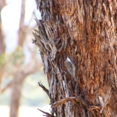 Cormobates leucophaea (White-throated Treecreeper) at Tharwa, ACT - 4 Sep 2024 by MB